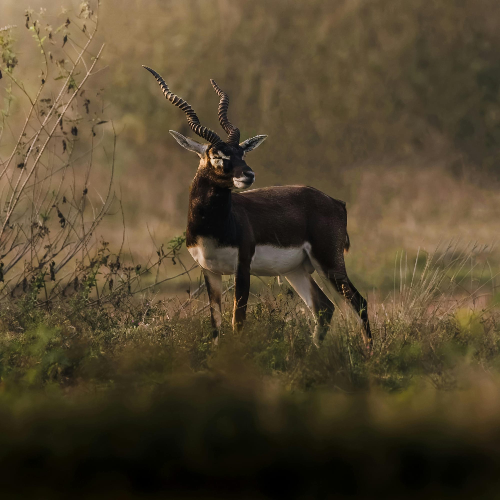 Nature & Wildlife